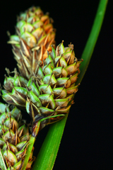 Carex heteroneura