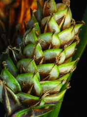 Carex heteroneura