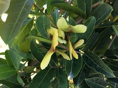Heteropterys laurifolia