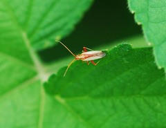 Stenotus rubrovittatus