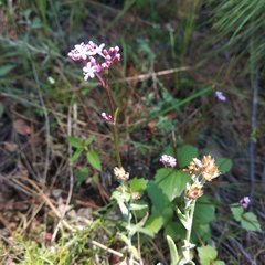 Valeriana urticifolia