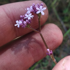 Valeriana urticifolia