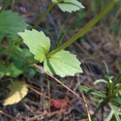 Valeriana urticifolia