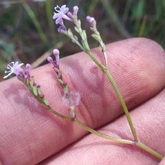 Valeriana urticifolia