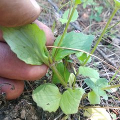 Valeriana urticifolia
