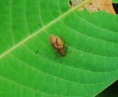 Galerucella grisescens