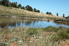 Carex heteroneura