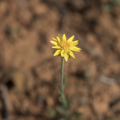 Rhodanthe polygalifolia