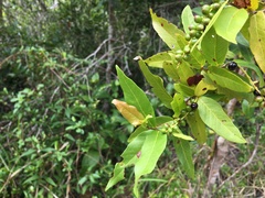Coccoloba microstachya
