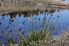 Carex heteroneura