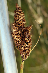 Carex heteroneura