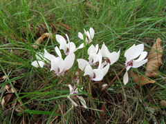 Cyclamen