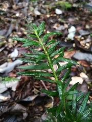 Saxegothaea conspicua