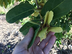 Heteropterys laurifolia