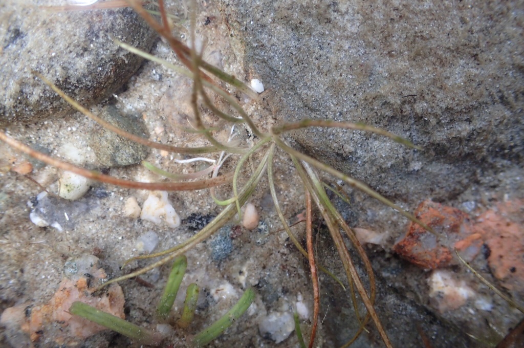 Tuckerman's quillwort