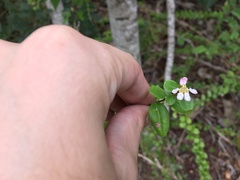 Heteropterys purpurea