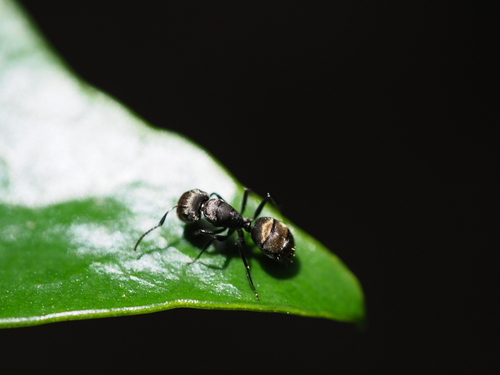 Camponotus flavicomansCamponotus flavicomans