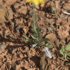 Rhodanthe polygalifolia