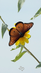 Helianthus argophyllus