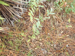Asimina reticulata