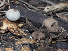 Geastrum pectinatum