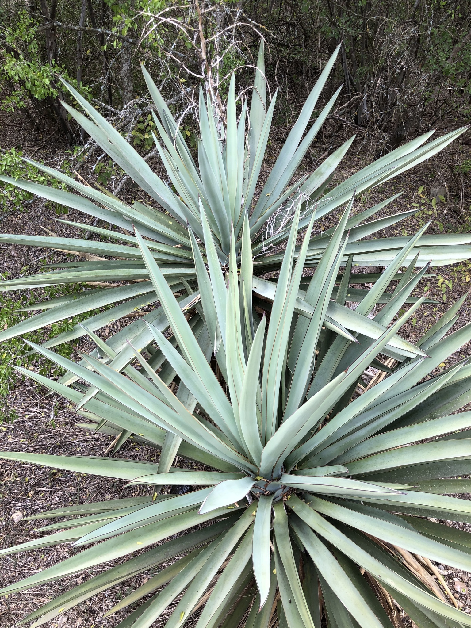 Chocha (Yucca treculeana) · Naturalista Costa Rica