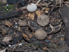Geastrum pectinatum