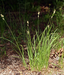 Carex heteroneura