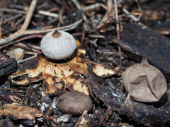 Geastrum pectinatum