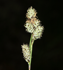 Carex heteroneura
