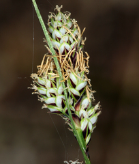 Carex heteroneura