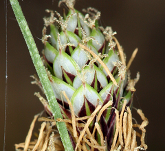 Carex heteroneura