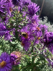 Bombus impatiens