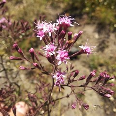 Stevia viscida
