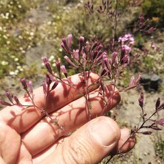 Stevia viscida