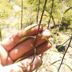 Stevia viscida