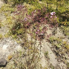 Stevia viscida