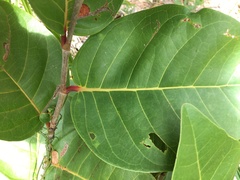 Coccoloba krugii × Coccoloba uvifera