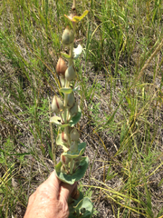 Penstemon grandiflorus