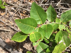 Coccoloba krugii × Coccoloba uvifera