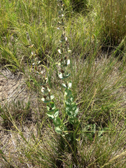 Penstemon grandiflorus