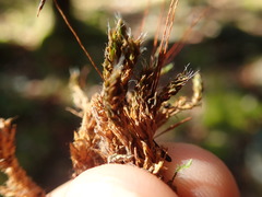 Syntrichia princeps