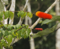 Combretum farinosum