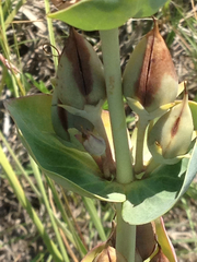 Penstemon grandiflorus