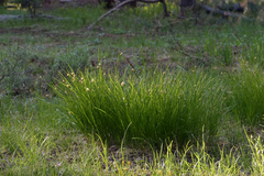 Carex hoodii