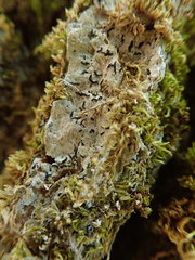 Alyxoria varia