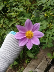 Dahlia imperialis