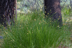 Carex hoodii