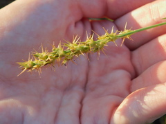 Cenchrus gracillimus