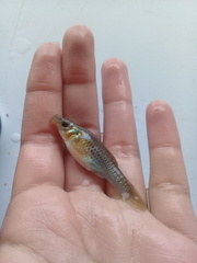 Poecilia sphenops